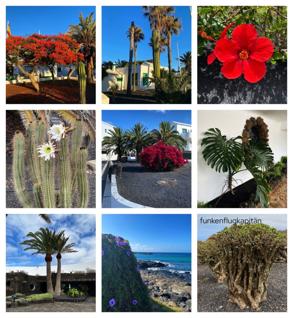 Pflanzen Lanzarote